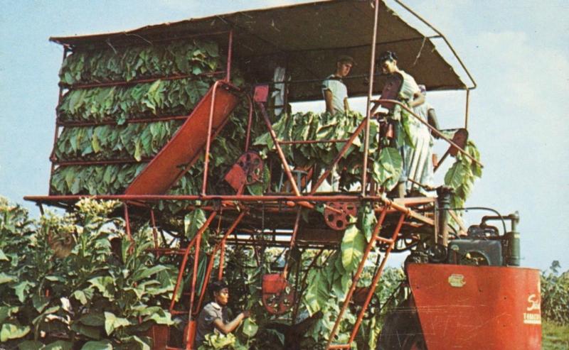 Farm Laborers Tobacco Harvest Ga Georgia Bright Leaf Tobacco  Postcard E3