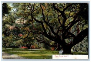 c1910 Le Conte Oak Trees Field Park Exterior Los Angeles California CA Postcard