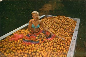 Young Woman, Delicious Florida Orange Harvest in Shipping Container Postcard