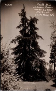 Neath This Lebanon Cedars Rests luther Burbank Santa Rosa California RPPC C036