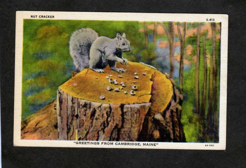 ME Greetings From Cambridge Maine Linen Postcard Squirrel Eating Nuts Animals