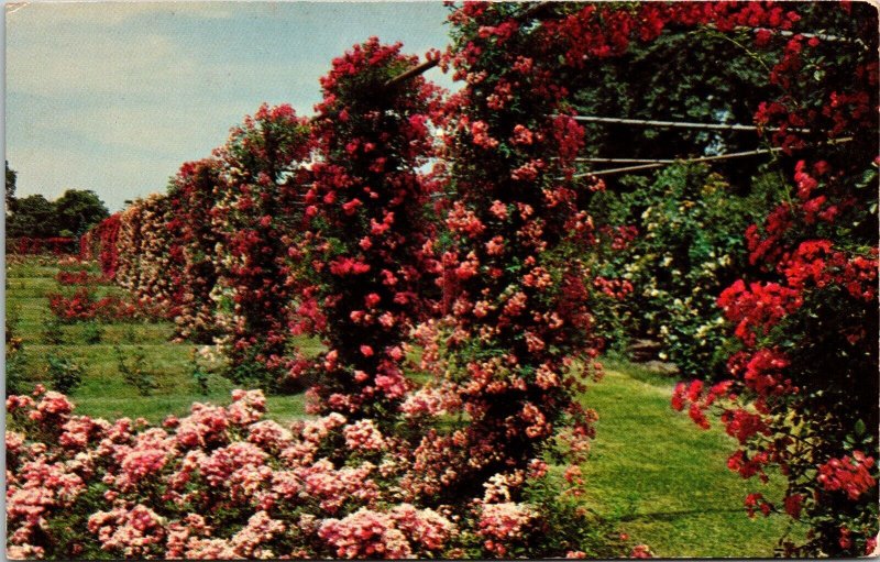 Rose Gardens Roger Williams Park Providence Rhode Island Flowers UNP Postcard 