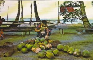 Panama Cuna Indian Husking Coconuts On San Blas