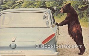 Smokies Black Bear 1971 