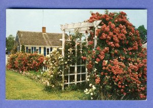 Cape Cod, Massachusetts/MA Postcard, Cottage & Roses