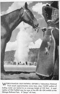 G58/ Yellowstone National Park Wyoming Postcard c40s Old Faithful Horse