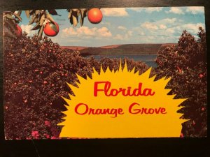 Vintage Postcard 1976 Florida Orange Grove Orlando Florida (FL)