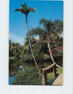 Postcard Tropical Florida, Sarasota Jungle Gardens, Sarasota, Florida