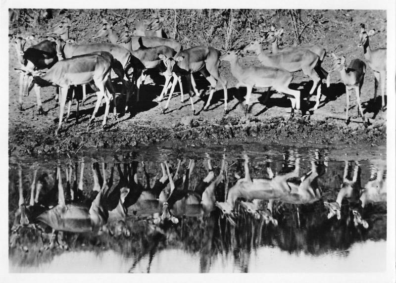 BR88949 antelope impala kruger  park  real photo south africa  animal animaux