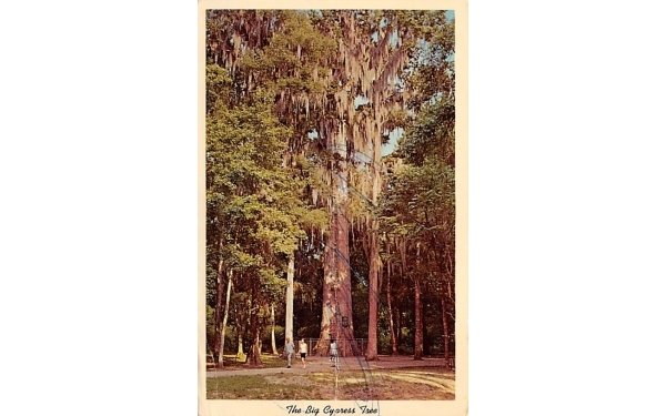 The Senator, The Big Cypress Tree Misc, Florida
