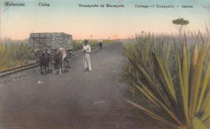 CUBA MATANZAS TRANSPORTE de HENEQUEN~CARTAGE OF HENEQUIN~LEAVES POSTCARD 1910s