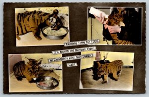 RPPC San Diego California Children's Zoo Bengal Tiger Cub Real Photo Postcard