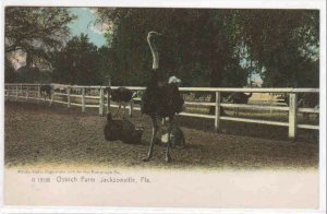 Ostrich Farm Jacksonville Florida 1905c postcard