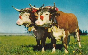 Prize Yoke Of Oxen Halifax Nova Scotia