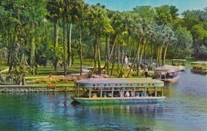 Florida Silver Springs Glass Bottom Boat Tree Top VIew