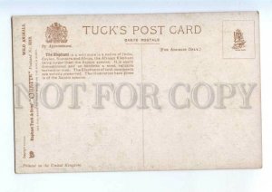 3146564 Charming ELEPHANT in Forest Vintage TUCK #3210 PC