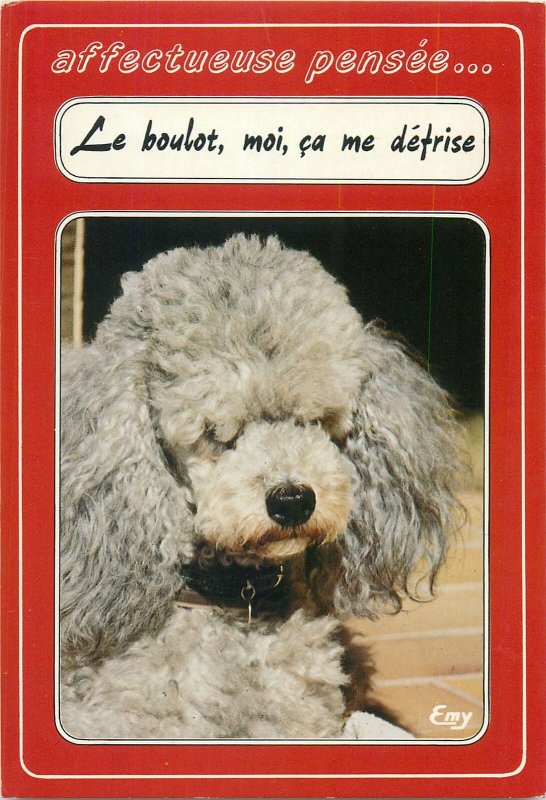 Postcard Animals pets Dog curly