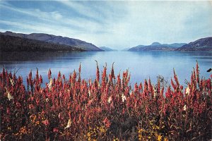 uk47239 fox gloves by loch ness inverness shire  scotland uk