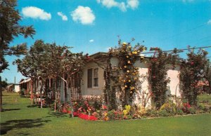 Long Beach, CA California AMERICAN GOLD STAR HOME Mother's Apartments  Postcard