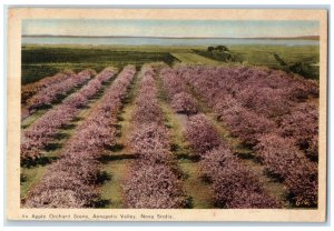 1947 An Apple Orchard Scene Annapolis Valley Nova Scotia Canada Vintage Postcard 