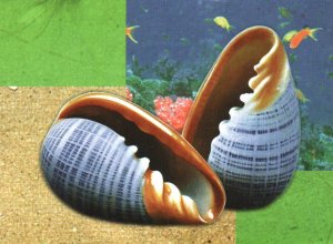 Seashells