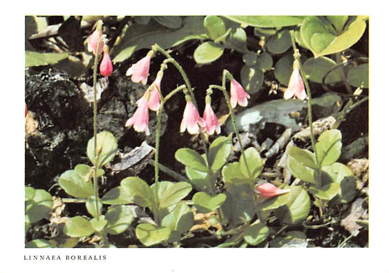 Linnaea Borealis - New York Botanical Garden