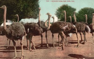 Vintage Postcard Ostrich Farm San Jose California CA Edward H. Mitchell Pub.