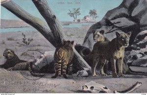 Lions And Tigers, PU-1906