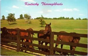 Kentucky Thoroughbreds - Horses along fence