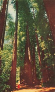 Postcard Giant Redwoods Muir Woods near San Francisco California