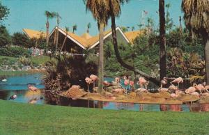Florida Tampa Flamingos Nesting At Busch Gardens
