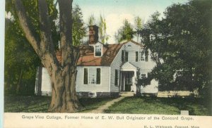C-1910 Concord Grape Cottage Indiana Bull Whitcomb hand colored Postcard 4910