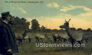 Elk at Riverside Park - Indianapolis s, Indiana IN  