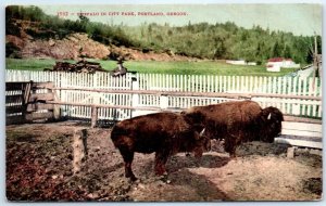 Postcard - Buffalo In City Park - Portland, Oregon
