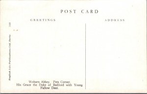 Animals Postcard - Woburn Abbey, Pets Corner, Young Fallow Deer   XT558