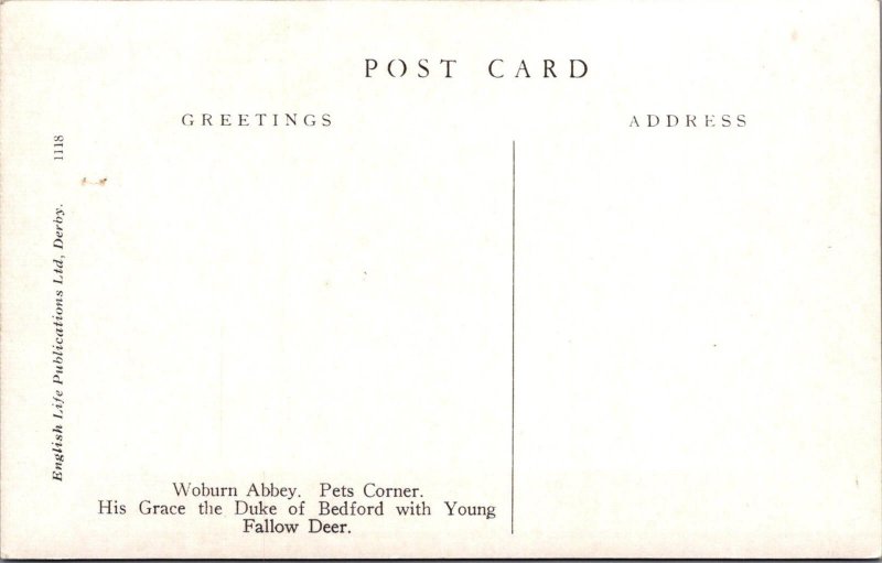 Animals Postcard - Woburn Abbey, Pets Corner, Young Fallow Deer   XT558