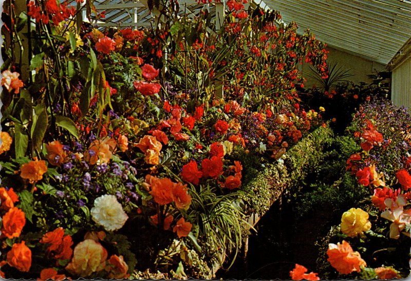 Canada Victoria Butchart Gardens Tuberous Begonias