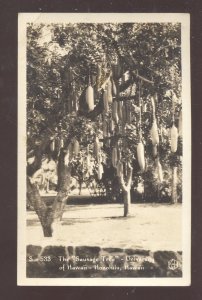 RPPC HONOLULU HAWAII THE SAUSAGE TREE VINTAGE REAL PHOTO POSTCARD