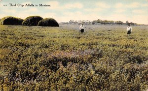 Third Crop Alfalfa Hay Farming Montana 1910 postcard