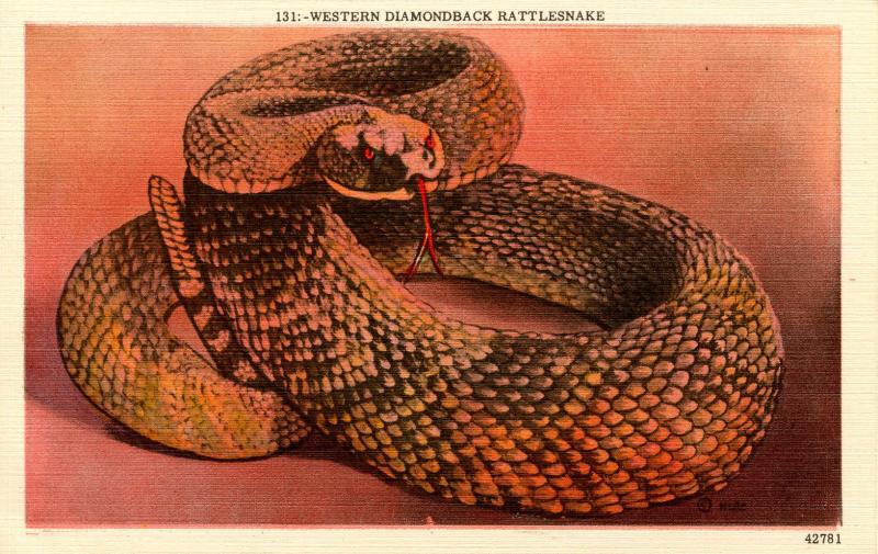 Western Diamond-Back Rattlesnake 