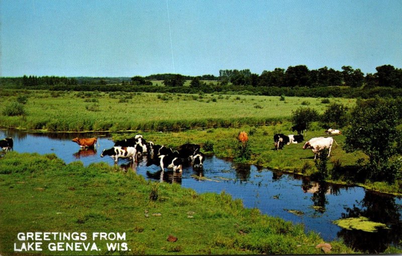 Wisconsin Greetings From Lake Geneva Showing Dairy Cattle In Pasture Creek