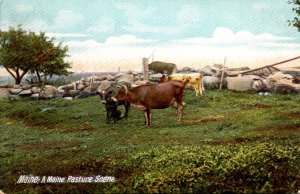 Cows A Pasture Scene Maine