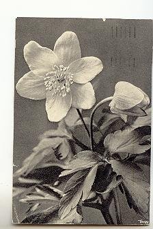 Closeup Blossom,  Poppy Flower, Used 1960 New Jersey