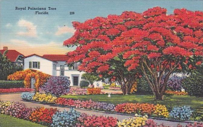 Royal Poinciana Tree In Florida