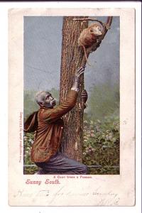 Man 'A Coon Trees a Possum, Sunny South, Used 1906, Black Americana