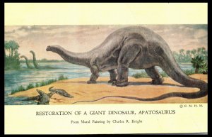 1940s Apatosaurus Mural Chicago Natural History Museum Chicago IL Postcard