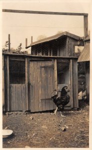 uk52334 poultry real photo uk social history