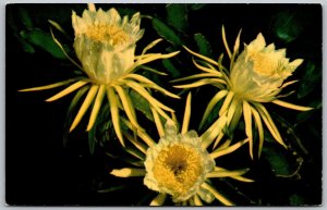 Honolulu Hawaii 1950s Postcard Night Blooming Cereus Flowers