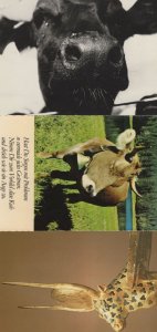 Egyptian Dutch 3x Unusual Cow Postcard s
