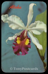 Aloha - Cattleya Orchid